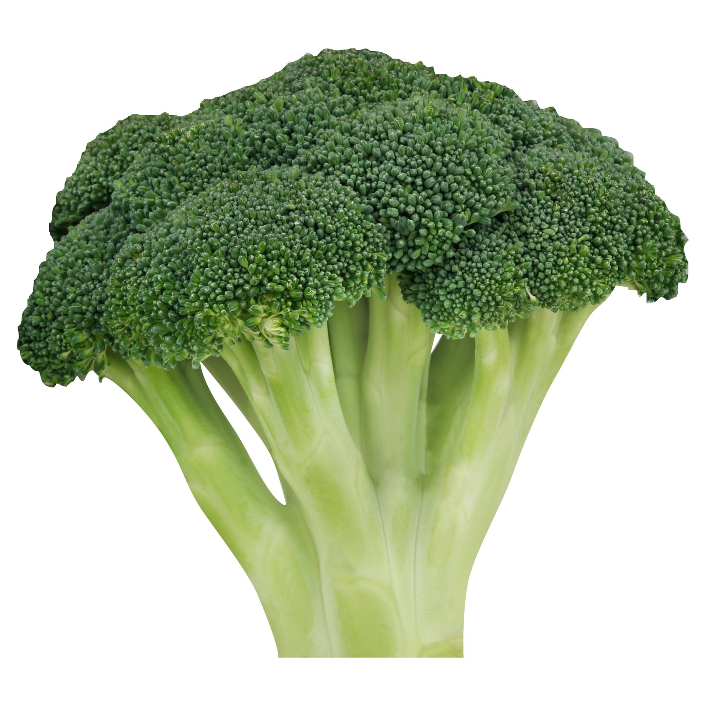 Broccoli Bunch