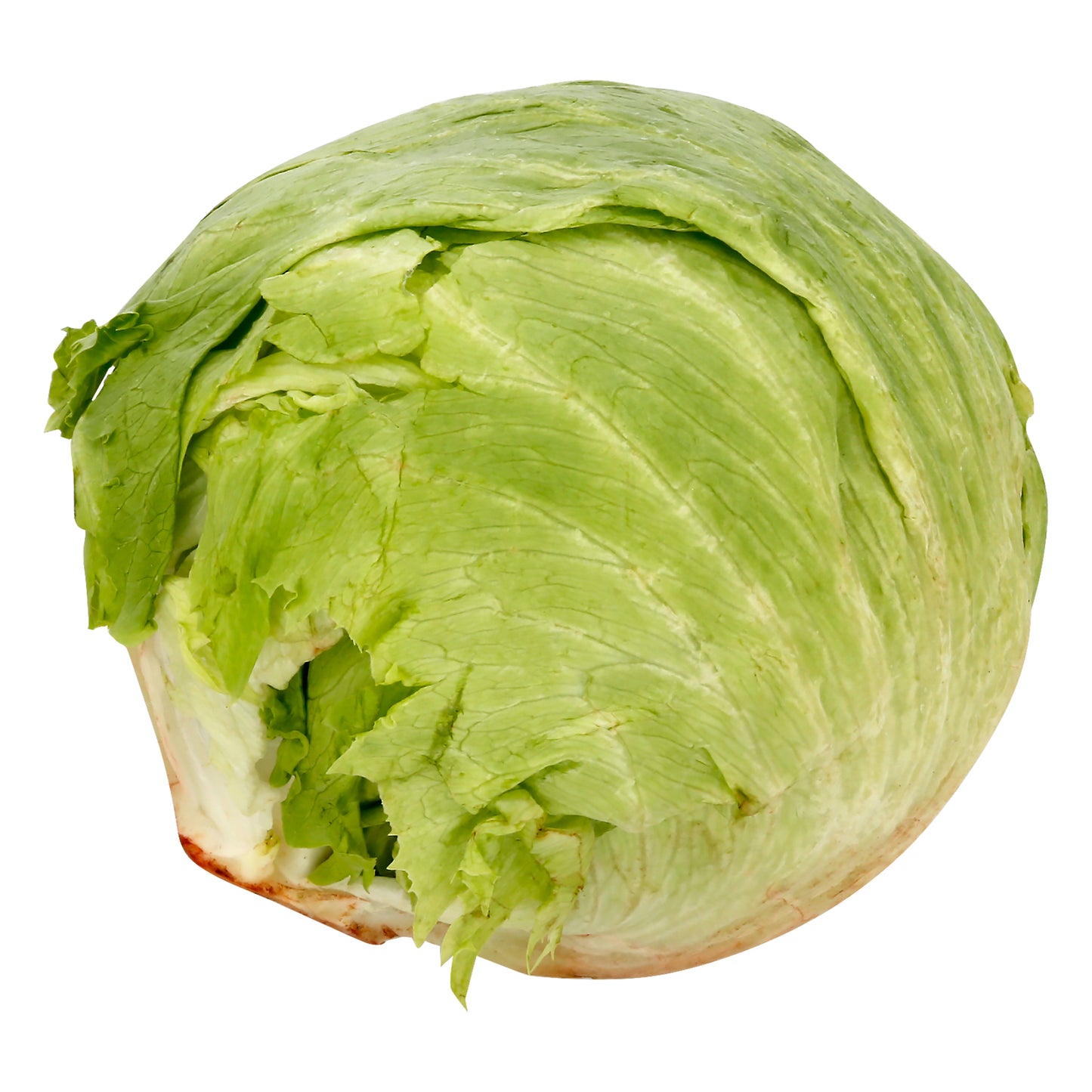Iceberg Lettuce