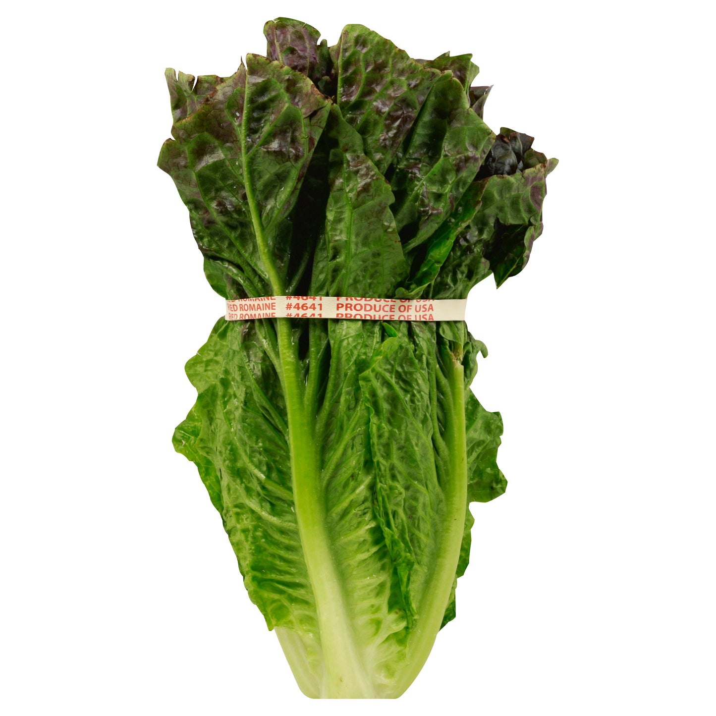 Romaine Lettuce