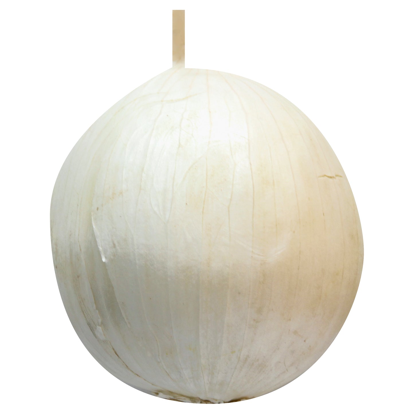 White Onion