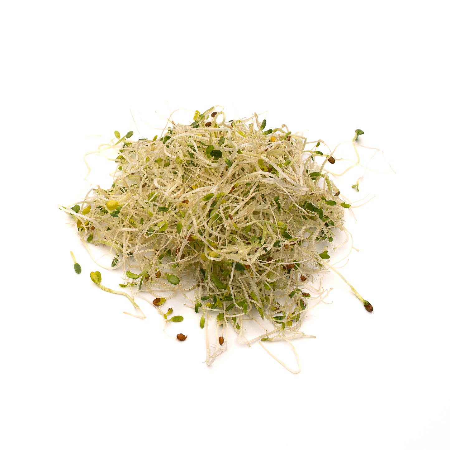 Alfalfa Sprouts