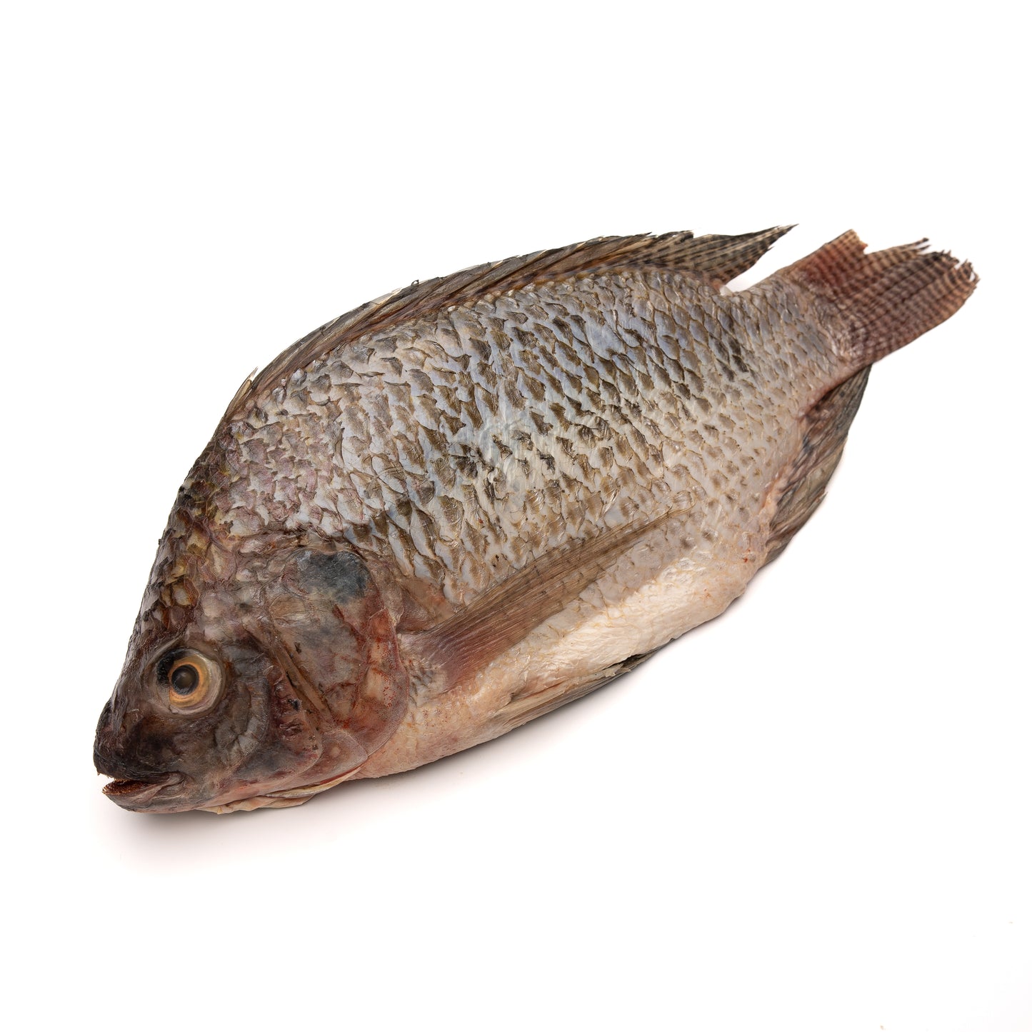 Fresh Frozen Talapia (China)