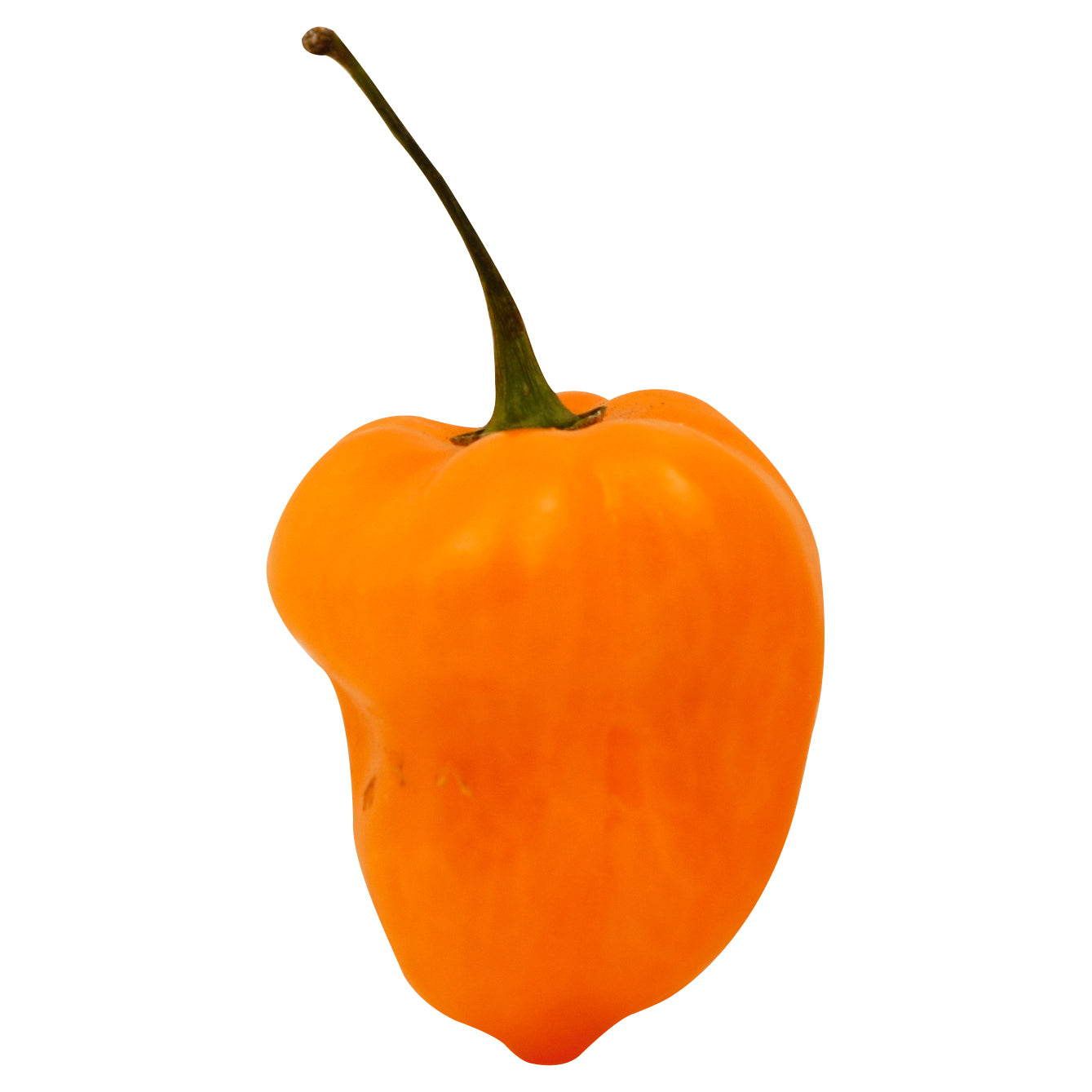 Habanero Pepper