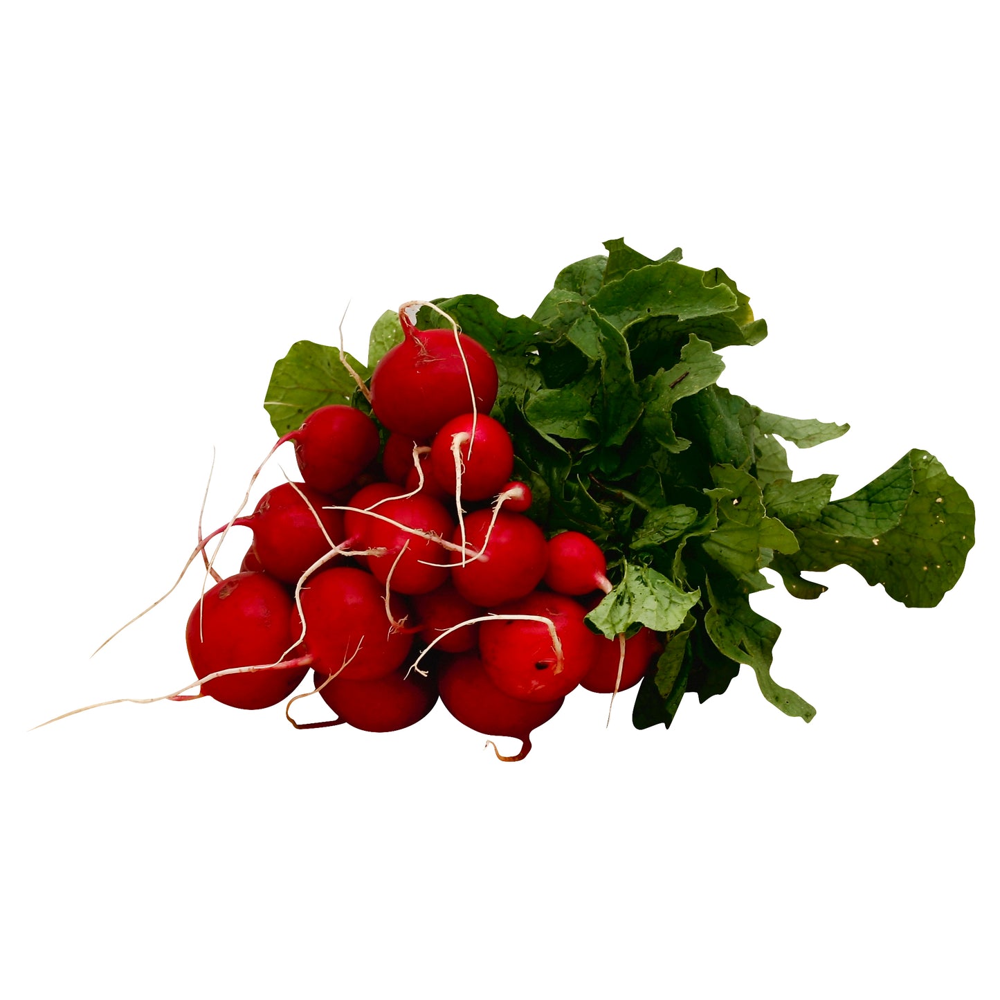 Red Raddish