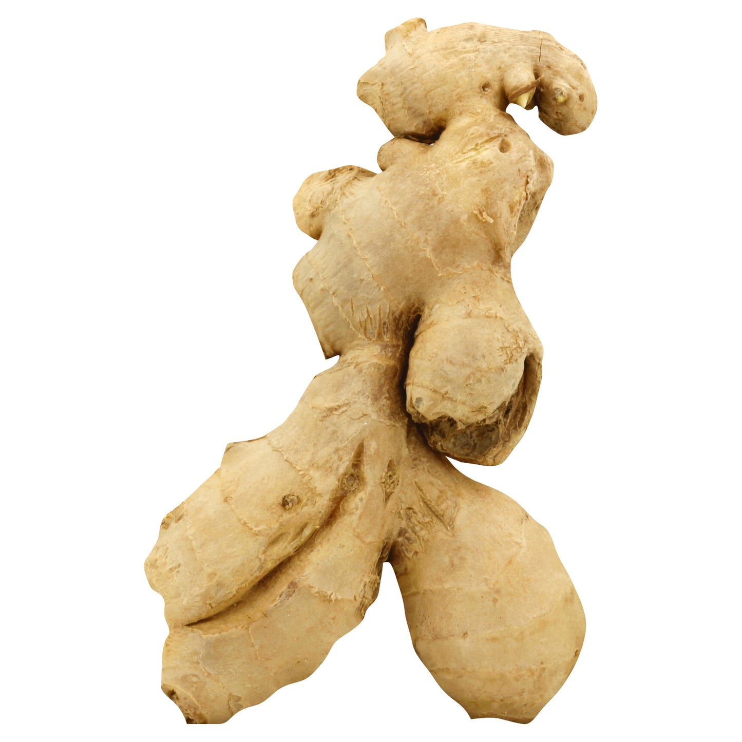 Ginger