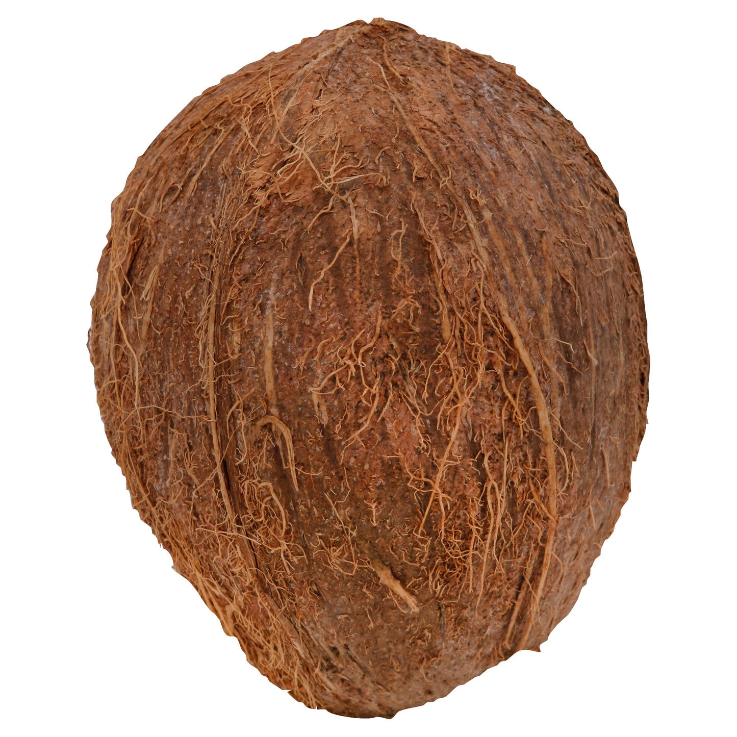 Brown Coconut