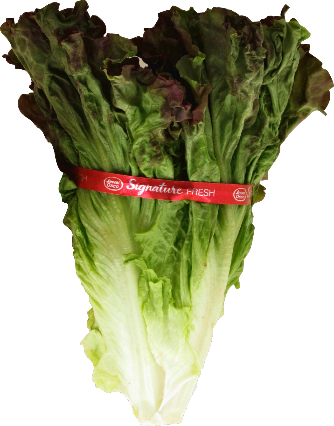 Red Leaf Lettuce