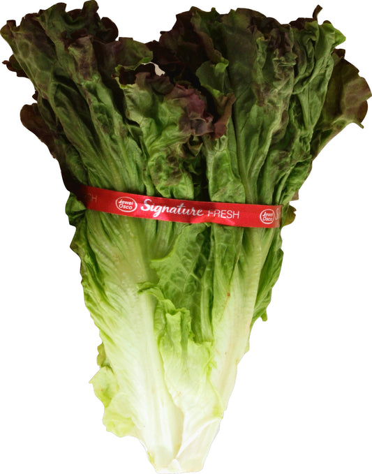 Red Leaf Lettuce