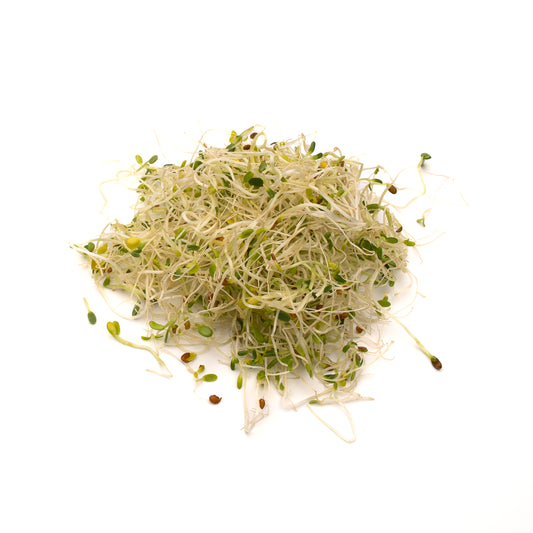 Alfalfa Sprouts
