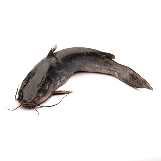 Catfish