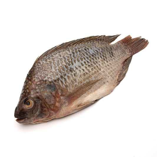 Fresh Frozen Talapia (China)