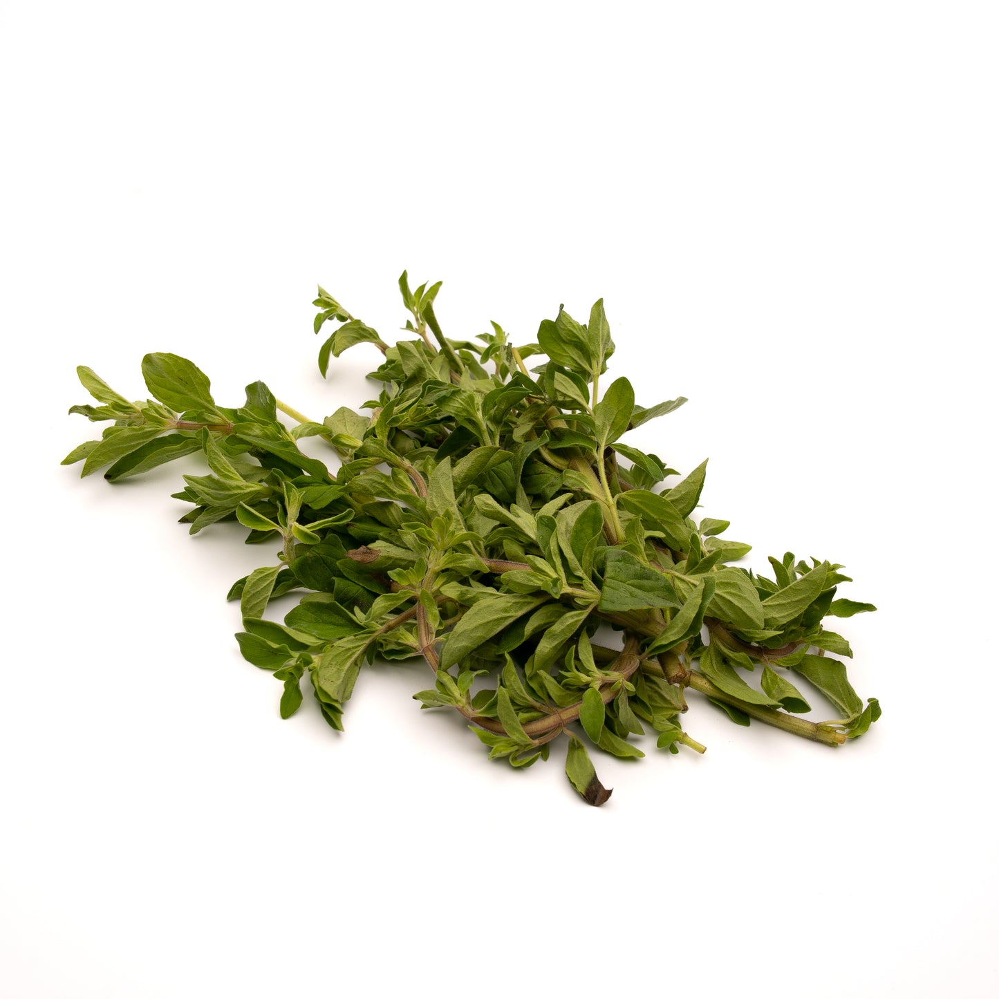 Organic Oregano