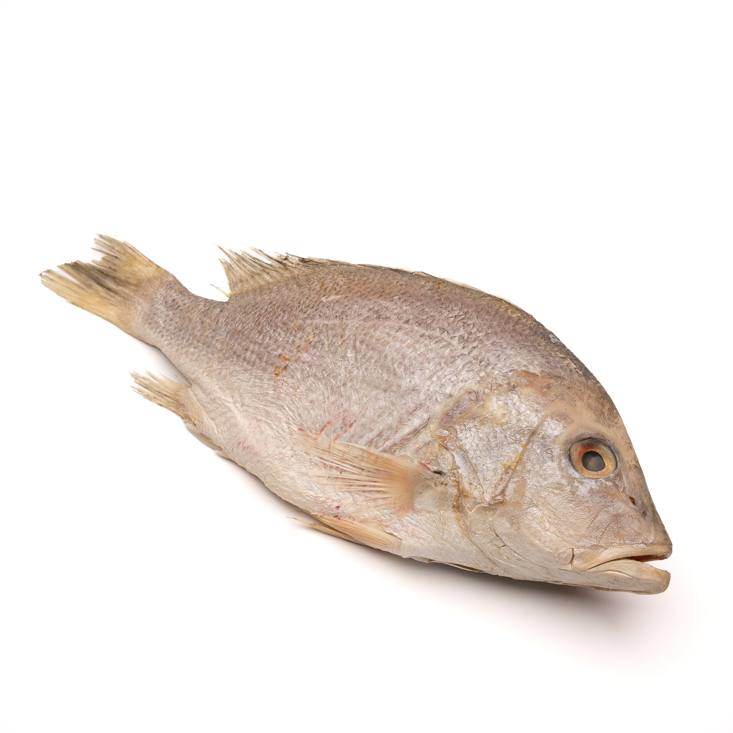Red Snapper Huachinago